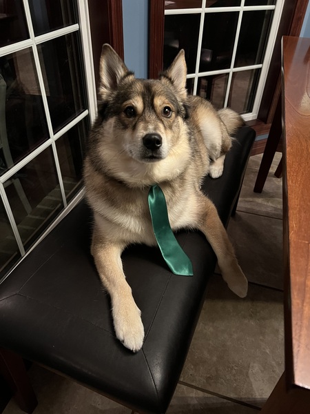Entry image for Loki. Clicking this image will show a larger photo