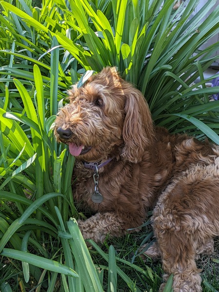 Entry image for Ruby. Clicking this image will show a larger photo