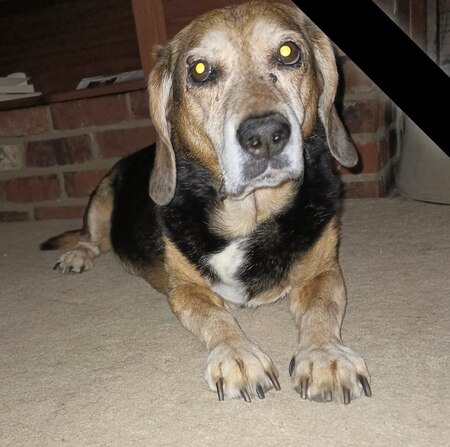 Entry image for Ziggy. Clicking this image will show a larger photo