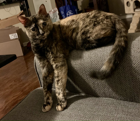 Entry image for Luna. Clicking this image will show a larger photo