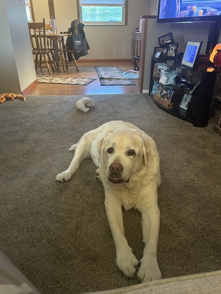 Entry image for Brody. Clicking this image will show a larger photo