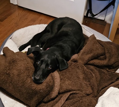 Entry image for Smokey. Clicking this image will show a larger photo