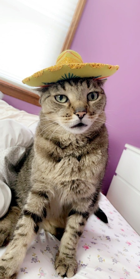 Entry image for Tiger. Clicking this image will show a larger photo