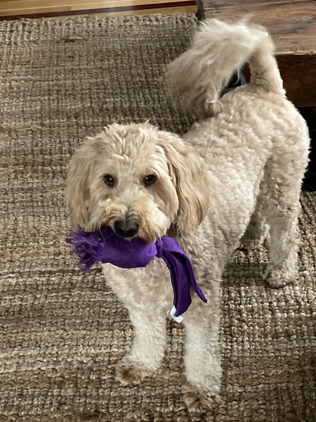 Entry image for Louie. Clicking this image will show a larger photo