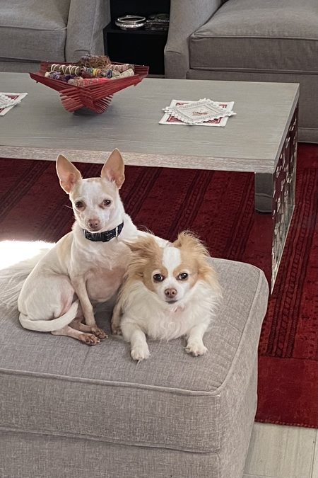Linguine (short hair) and Martini (long hair)