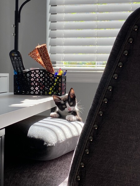 Foster Kitty
