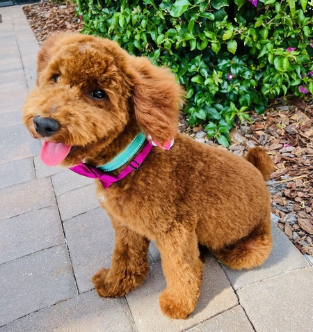 Rex