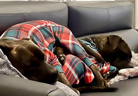 Moogie & Luna : brother / sister love