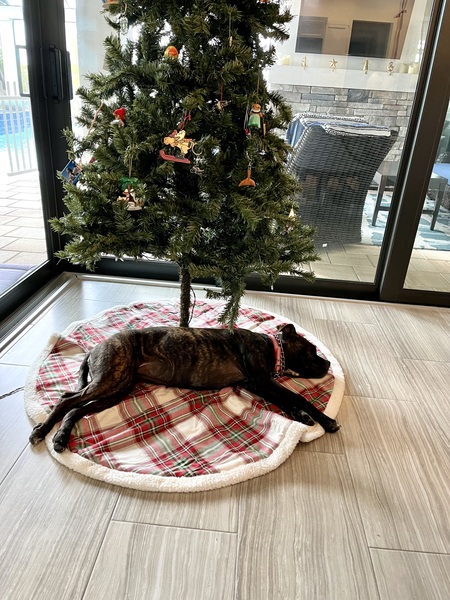 Luna : all we wanted for Christmas (well Moogie too!)