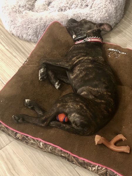 Luna : don’t you dare take my ball!