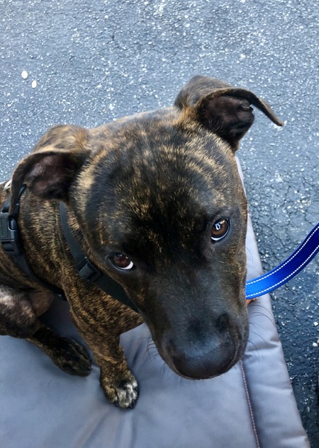 Moogie : those eyes make our hearts melt!