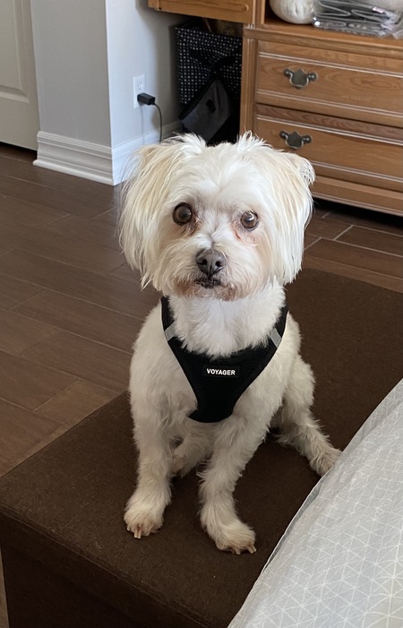 Oliver