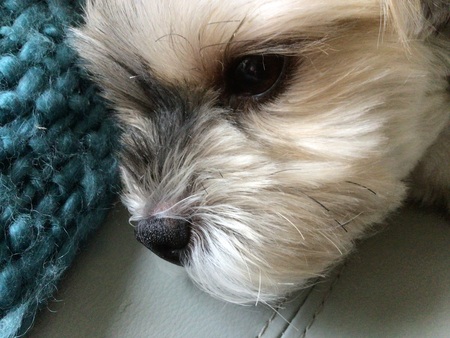 Bounci