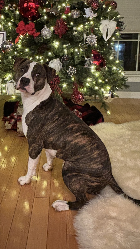 Rocco