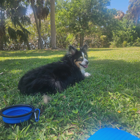 Sir Remington Beauregard 