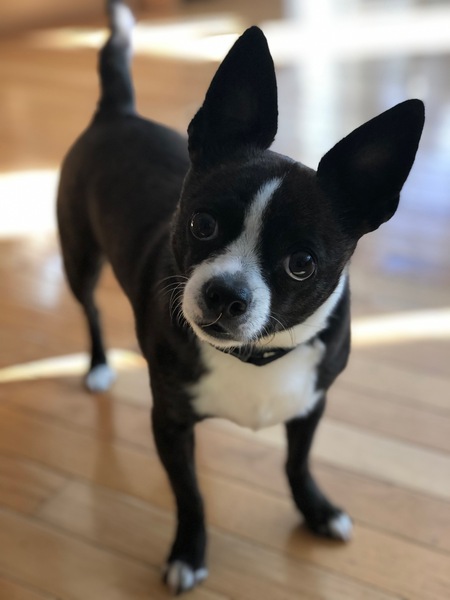 Pedro