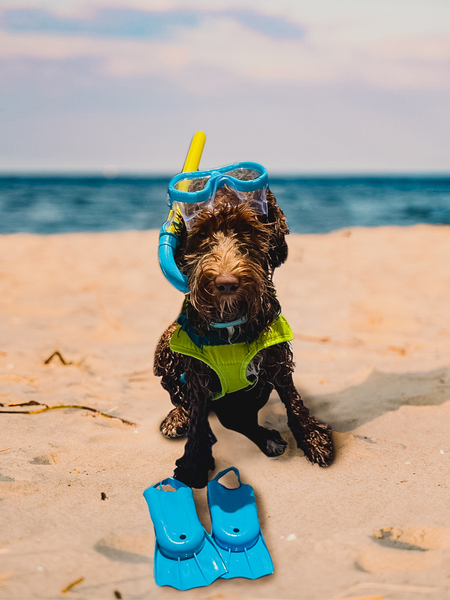 Maggie’s Day at the Beach