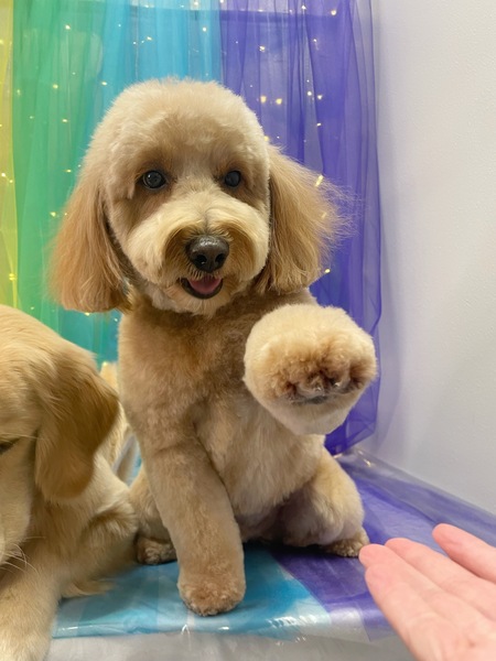 Chewy