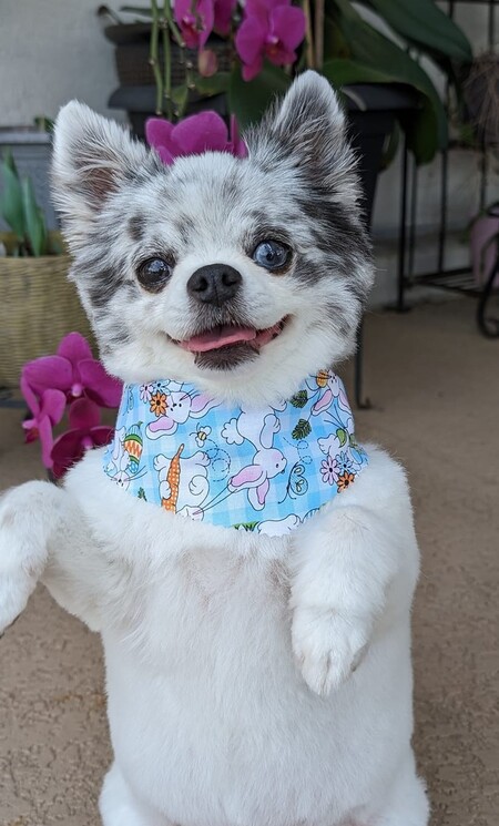 Alvin