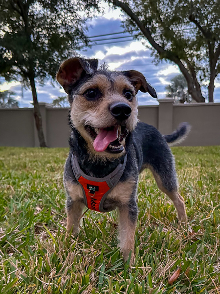 Max