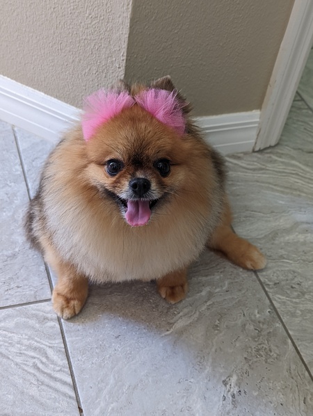 Coral Ami 
