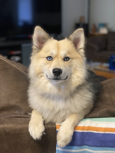 Louie Blue