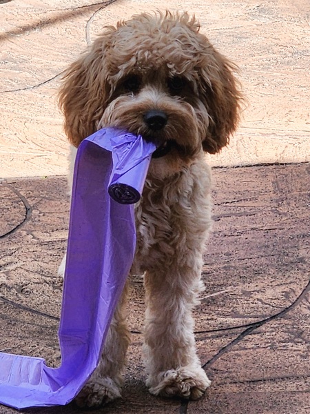 Cooper