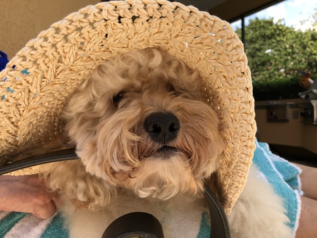 Maisy