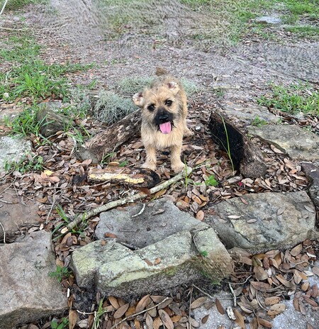 Ollie