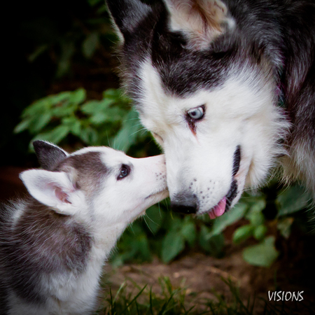 Suri (puppy)  and Jesse (mom)