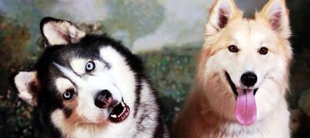 Cosmo (black & white - pure Husky), Gracie (tan and white - Husky Collie Mix)