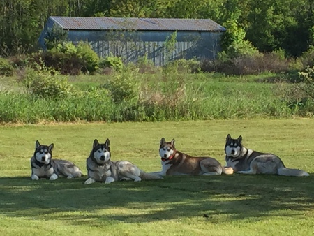 Diesel, Odin, clover, and Bear