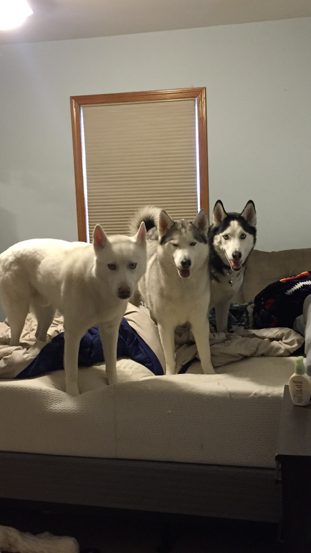 Tazer, Tundra, and Thor