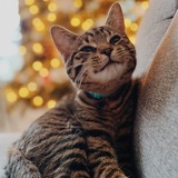 Entry image for David