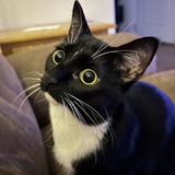 Entry image for CC (Cookies & Cream)