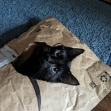 Entry image for Faust