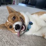 Entry image for Toby