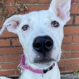 Entry image for Josie