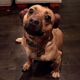 Entry image for Leia