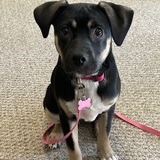 Entry image for Georgie Girl