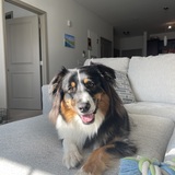 Entry image for Beezus