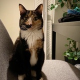 Entry image for Aoife