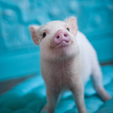 Entry image for Opie