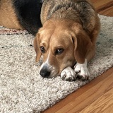 Entry image for Stevie 