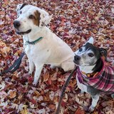 Entry image for Jax & Gypsy