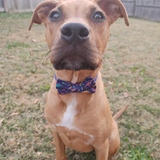 Entry image for Monty