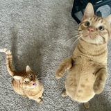 Entry image for Beans and Toast