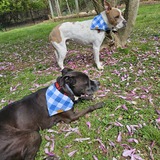 Entry image for Harper and Hootie