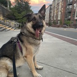 Entry image for Honey