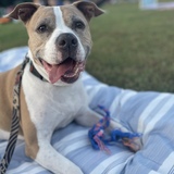 Entry image for Mack